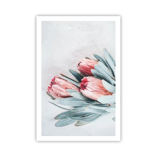 Plakat - Zawstydzone własną urodą - 61x91 cm