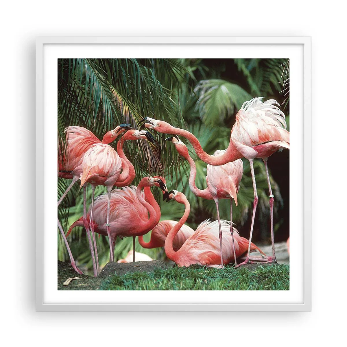 Plakat w białej ramie - Popołudniowe ploteczki - 60x60 cm