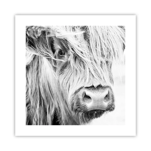 Plakat - Szkocka dzikość - 40x40 cm
