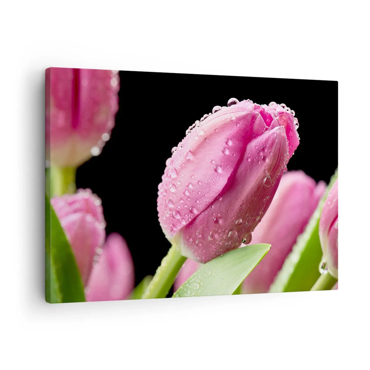 Obraz na płótnie - Różowy tulipan z kroplami wody na czarnym tle - 70x50cm - Liliowy sen w rosie - Nowoczesna dekoracja ścienna do salonu i sypialni ARTTOR