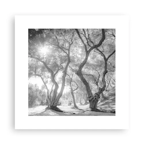 Plakat - W oliwnym gaju - 30x30 cm