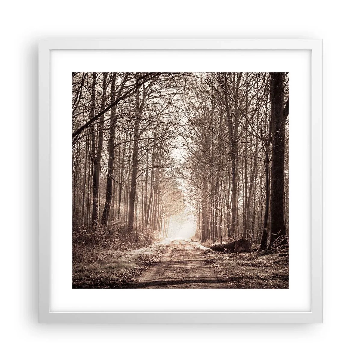 Plakat w białej ramie - Leśna katedra - 40x40 cm
