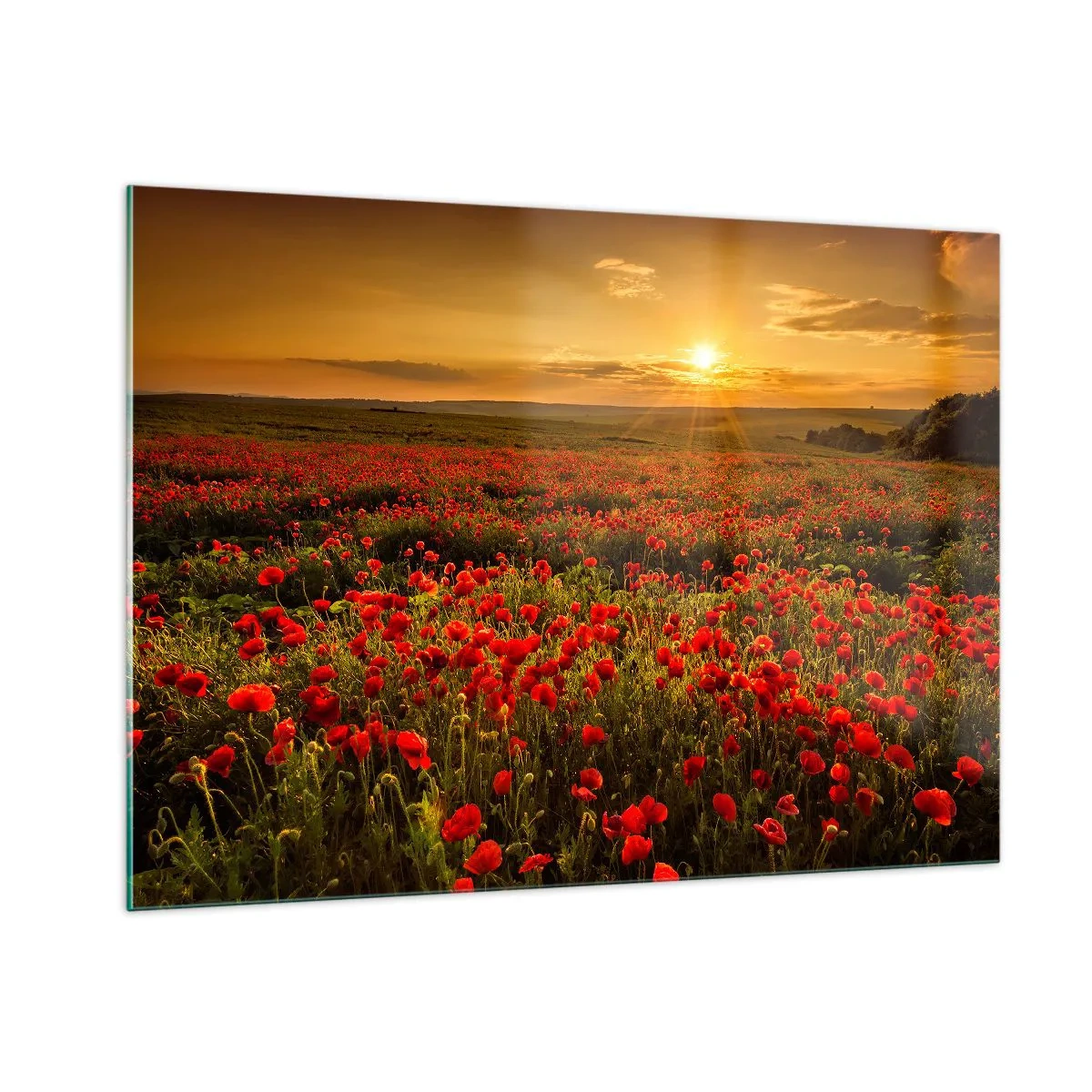 Obraz na szkle - Pole maków oświetlone promieniami zachodzącego słońca - 100x70cm - Wśród fali łąk szumiących, wśród kwiatów powodzi - Nowoczesna dekoracja ścienna do salonu, kuchni i sypialni ARTTOR