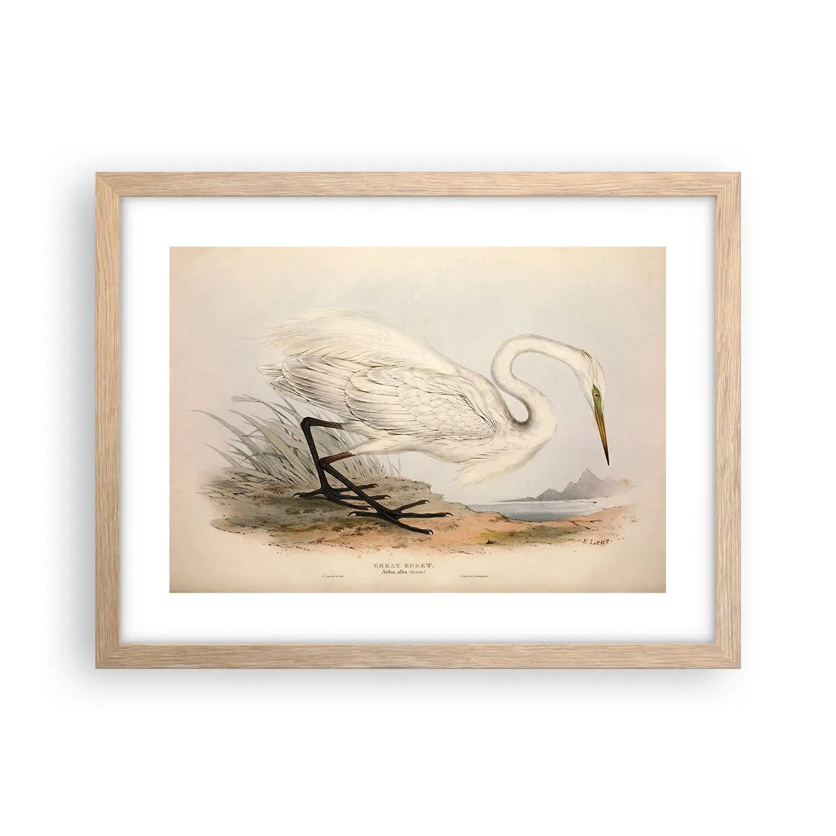 Plakat w ramie jasny dąb - Pani na szuwarach - 40x30 cm