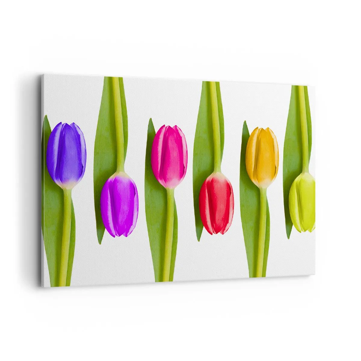 Obraz na płótnie - Różnokolorowe tulipany ułożone w rzędzie na białym tle - 100x70cm - Tęczowa kompozycja - Nowoczesna dekoracja ścienna do salonu, kuchni i sypialni ARTTOR