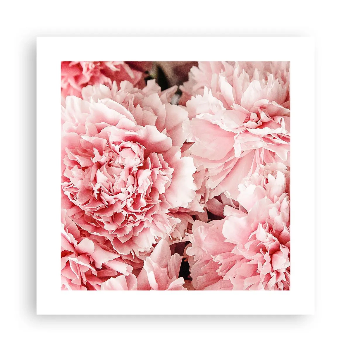 Plakat - Różowe marzenie - 40x40 cm