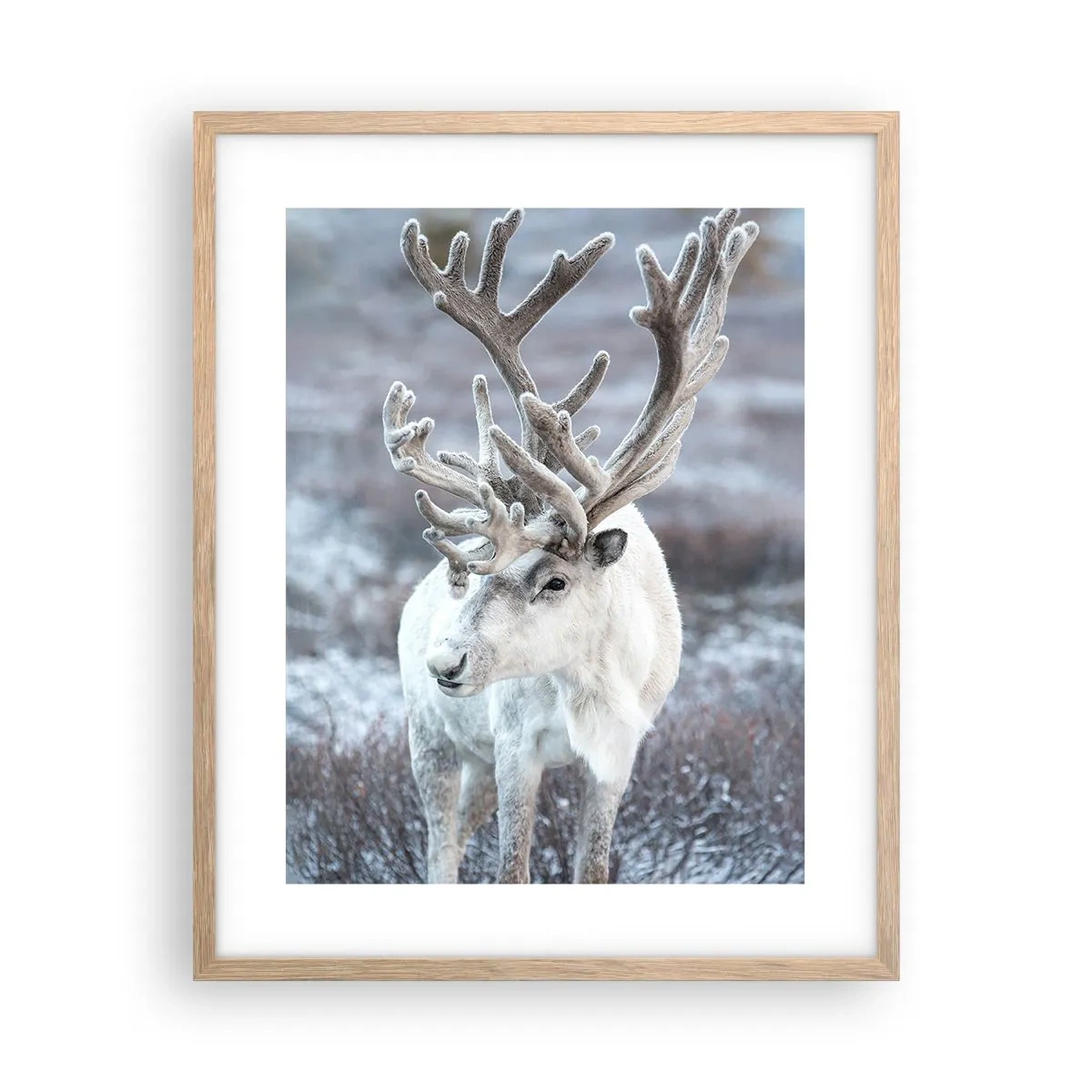 Plakat w ramie jasny dąb - Portret w słońcu - 40x50 cm