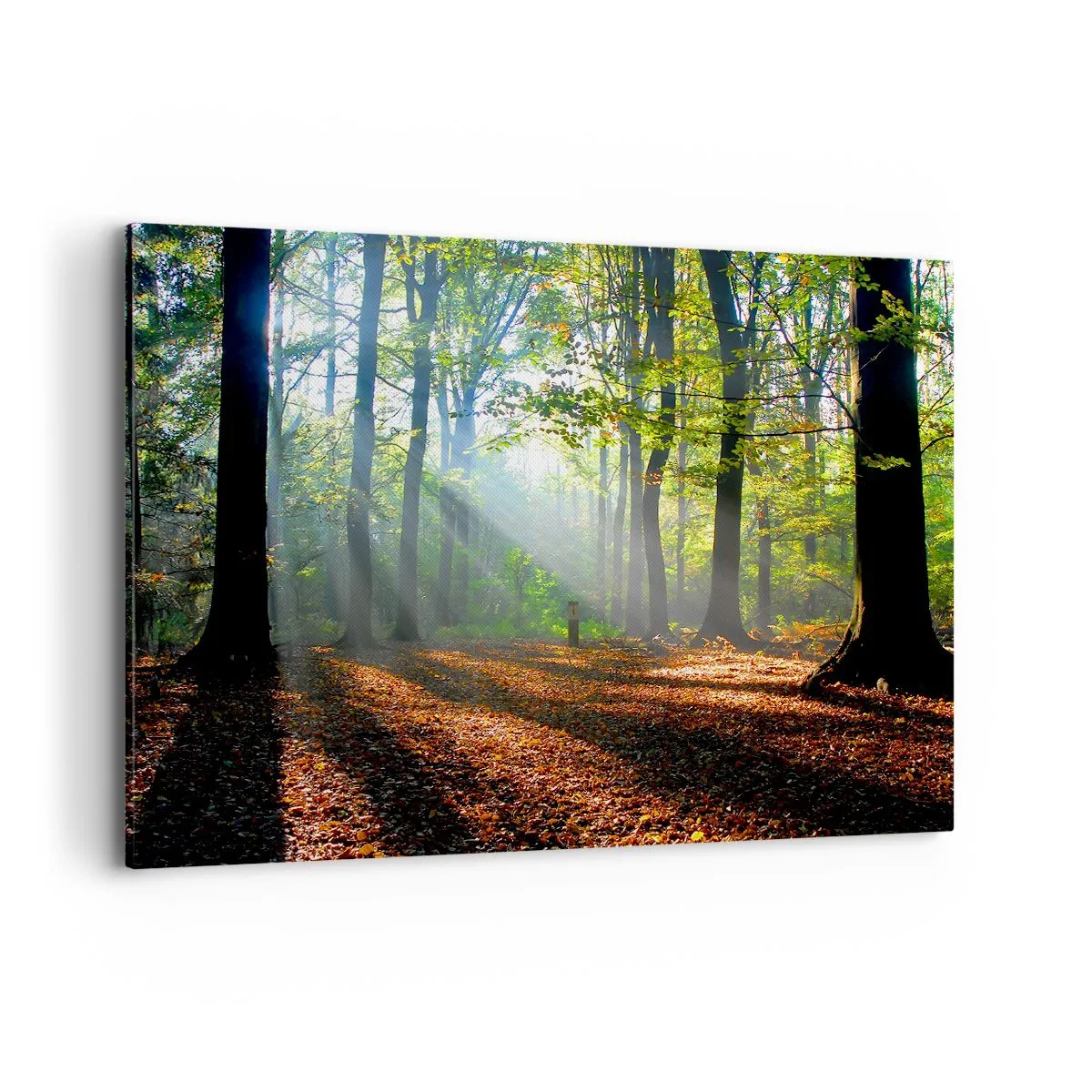 Obraz na płótnie - Leśna polana oświetlona promieniami słońca - 100x70cm - Blaski i cienie - Nowoczesna dekoracja ścienna do salonu, kuchni i sypialni ARTTOR