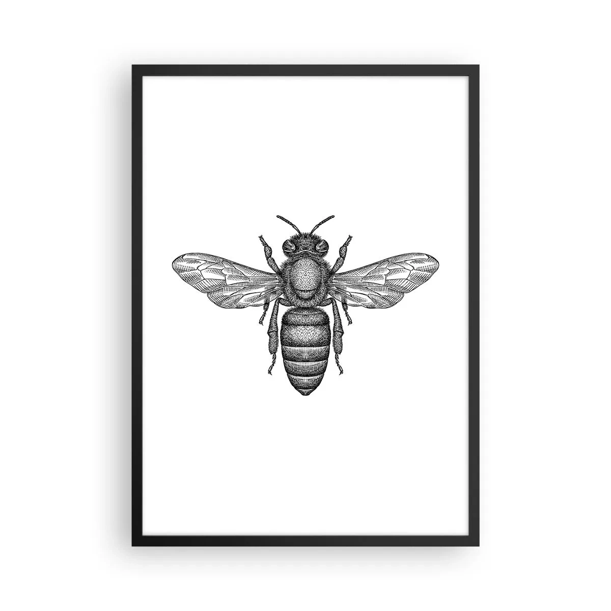 Plakat w czarnej ramie - Precyzyjna ilustracja pszczoły na białym tle - 50x70cm - Owadzi portret - Nowoczesna dekoracja ścienna do salonu i sypialni ARTTOR