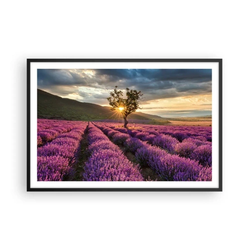 Plakat w czarnej ramie - Aromat w kolorze lila - 91x61 cm
