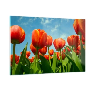 Obraz na szkle - Pole czerwonych tulipanów pod błękitnym niebem - 120x80cm - Oprócz błękitnego nieba nic im w życiu nie potrzeba - Nowoczesna dekoracja ścienna do salonu, kuchni i sypialni ARTTOR