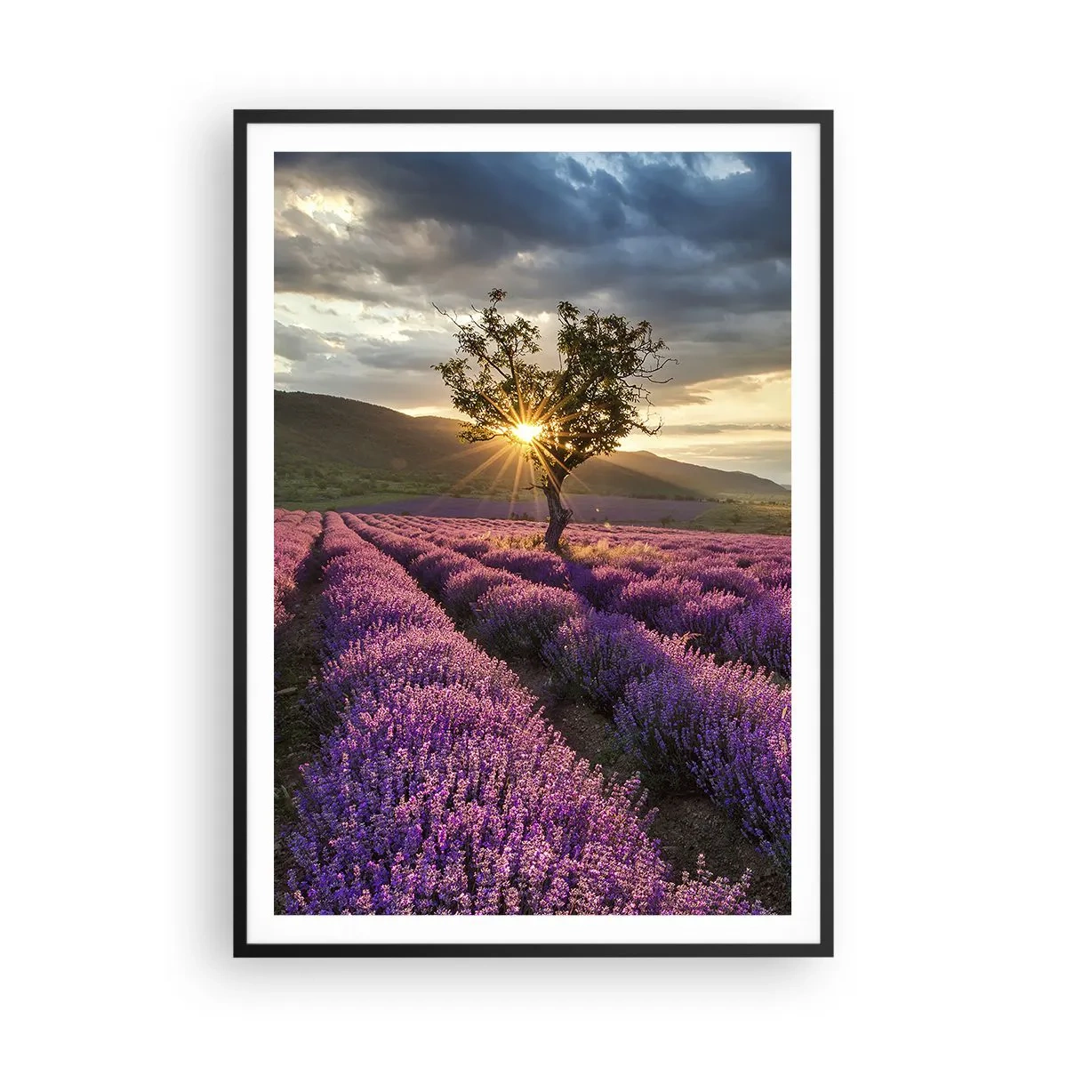Plakat w czarnej ramie - Aromat w kolorze lila - 70x100 cm