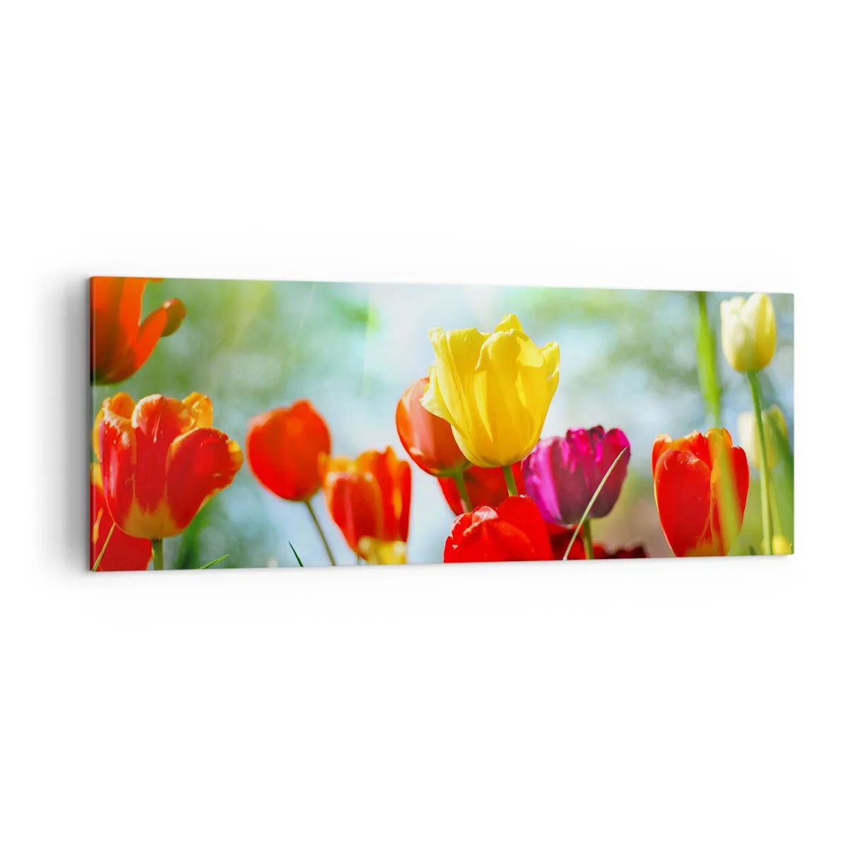 Obraz na płótnie - Kolorowe tulipany w promieniach słońca - 140x50cm - Wszystkie barwy słońca - Nowoczesna dekoracja ścienna do salonu i sypialni ARTTOR