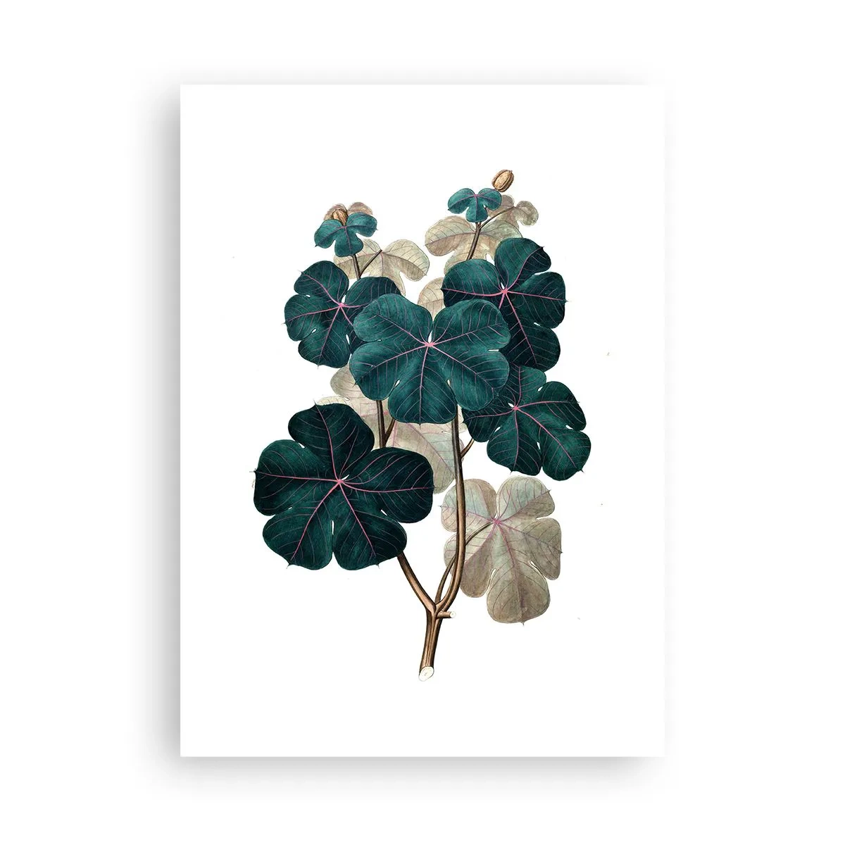 Plakat - Ilustracja botaniczna z ciemnozielonymi liśćmi na jasnym tle - 50x70cm - Ze starego zielnika - Nowoczesna dekoracja ścienna do salonu, kuchni i sypialni ARTTOR