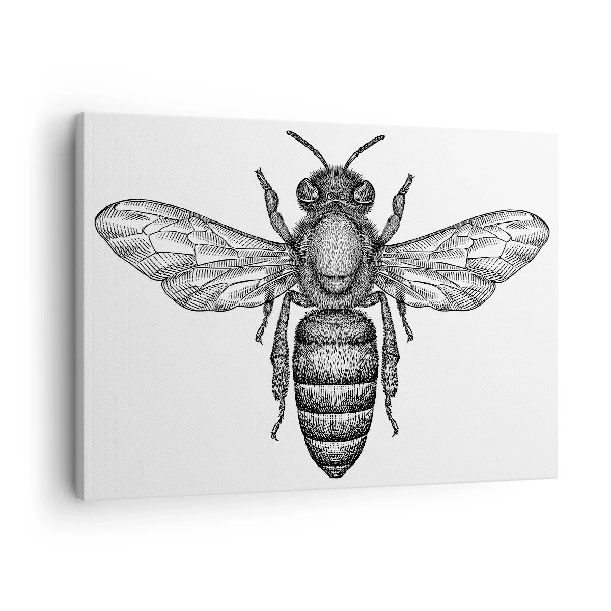 Obraz na płótnie - Rysunkowy motyw pszczoły na białym tle w minimalistycznym stylu - 70x50cm - Owadzi portret - Nowoczesna dekoracja ścienna do salonu i sypialni ARTTOR