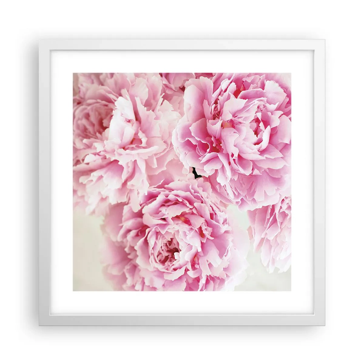 Plakat w białej ramie - W różowym przepychu - 40x40 cm