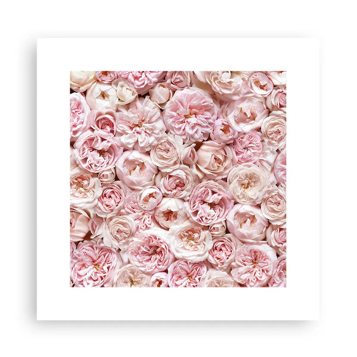 Plakat - Usłane różami - 30x30 cm