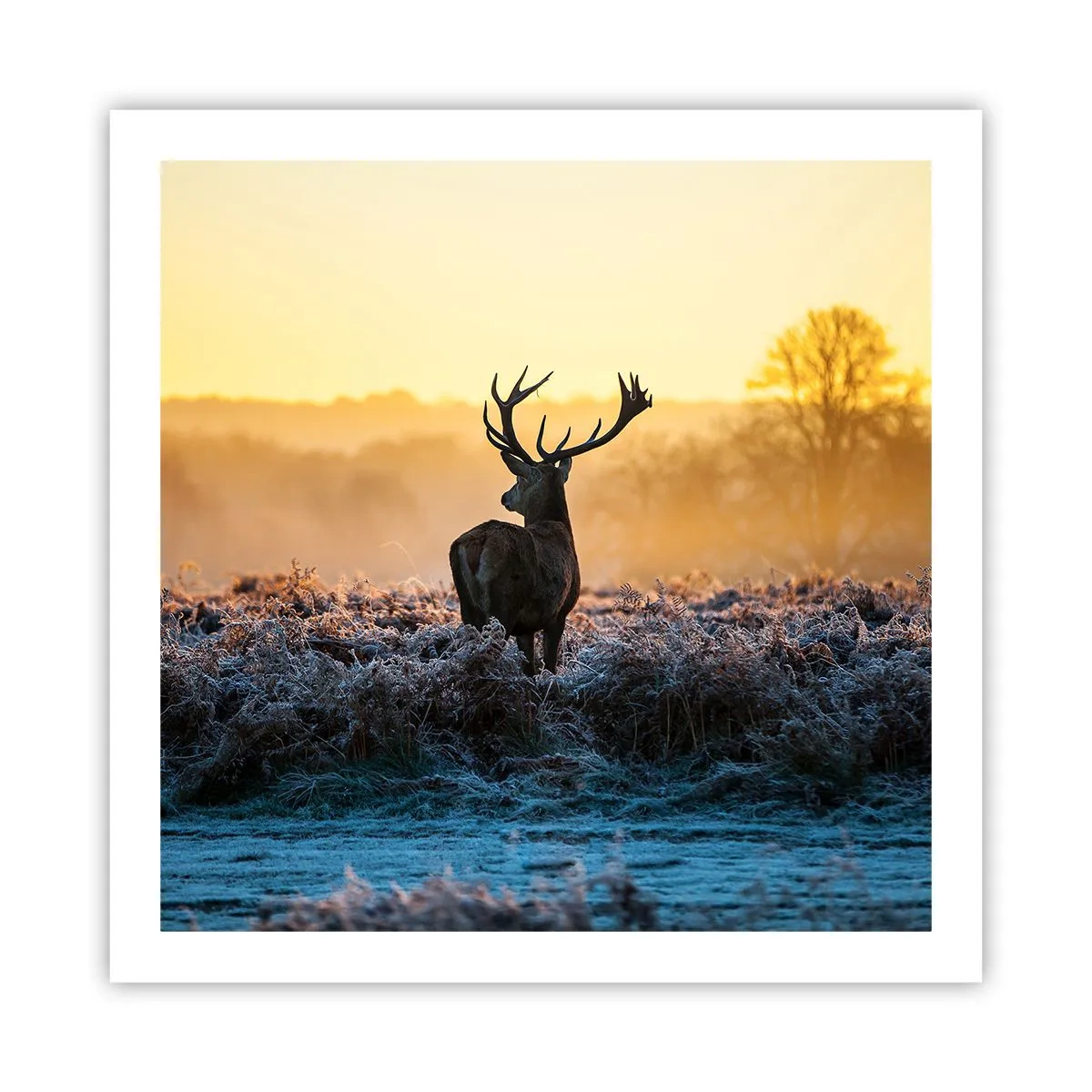 Plakat - Koronowany na swoich włościach - 60x60 cm