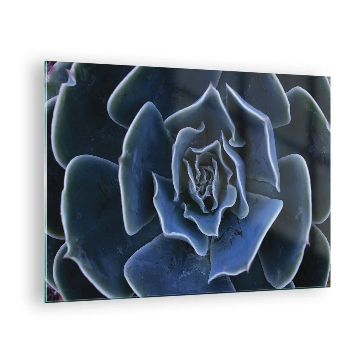 Obraz na szkle - Makrofotografia sukulenta w odcieniach chłodnego błękitu - 70x50cm - Kwiat pustyni - Nowoczesna dekoracja ścienna do salonu i sypialni ARTTOR