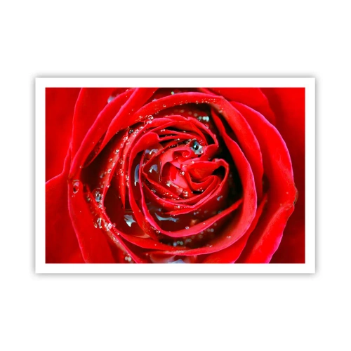 Plakat - Czerwona róża w zbliżeniu z kroplami wody na płatkach - 100x70cm - W kroplach rosy - Nowoczesna dekoracja ścienna do salonu i sypialni ARTTOR