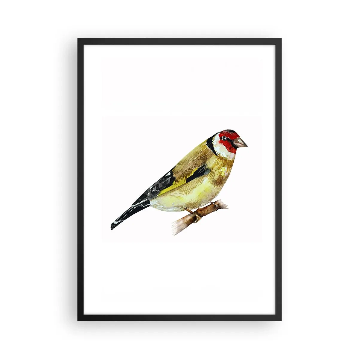 Plakat w czarnej ramie - Szczygieł na gałęzi w akwarelowym stylu - 50x70cm - Ptasi portret - Nowoczesna dekoracja ścienna do salonu i sypialni ARTTOR