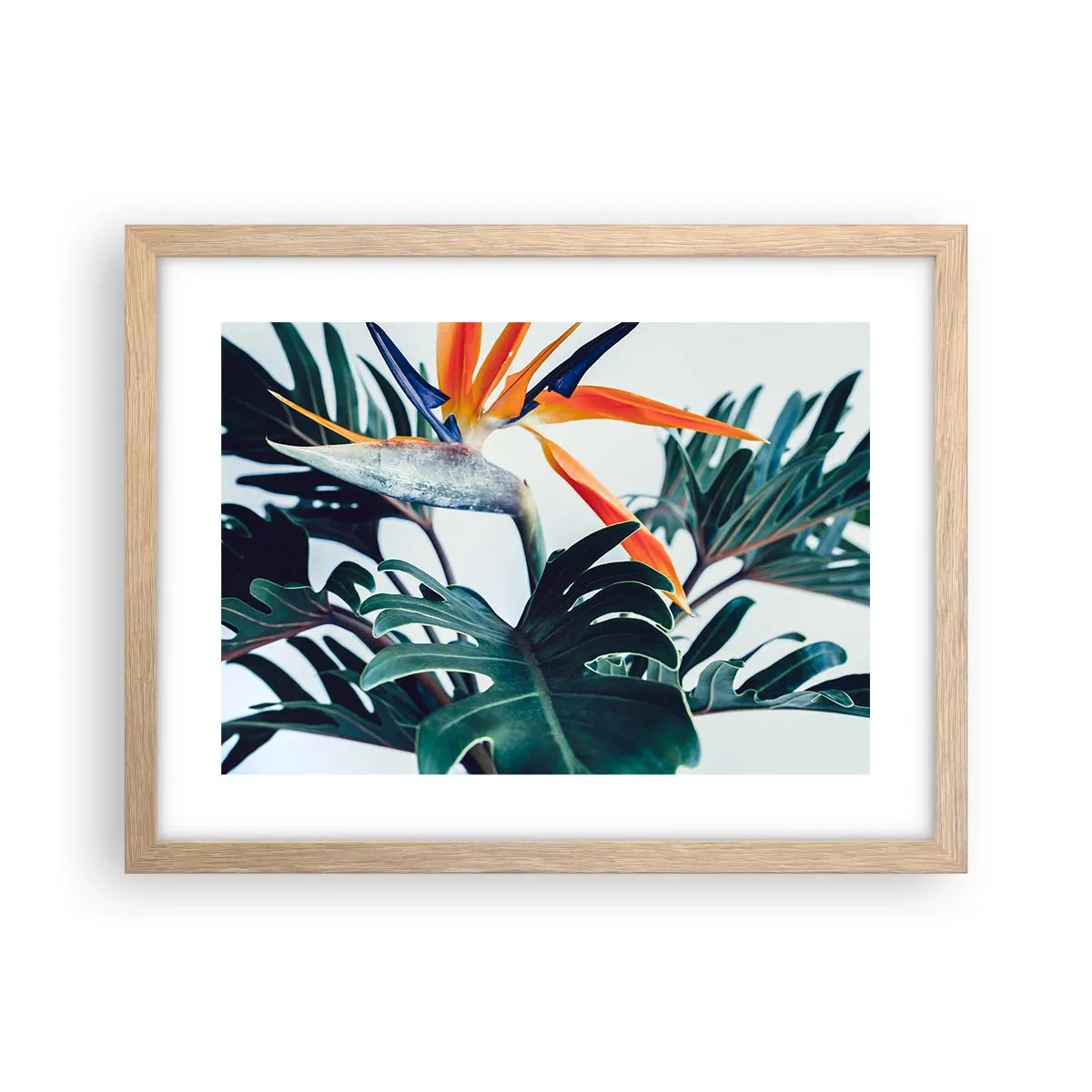 Plakat w ramie jasny dąb - Ptakokrzak - 40x30 cm