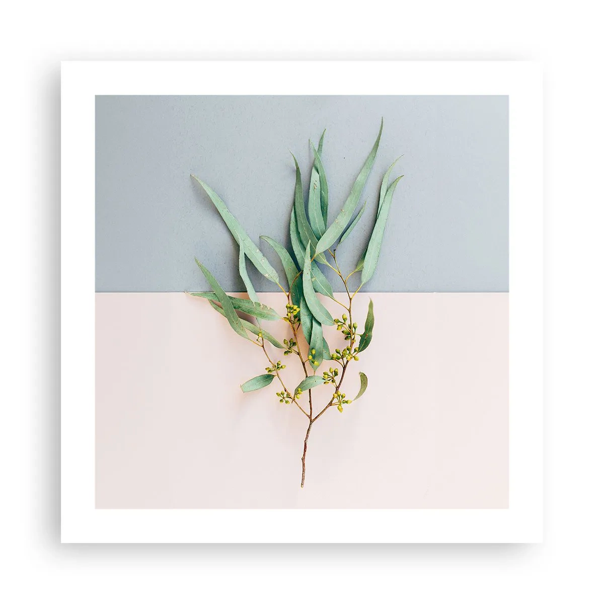 Plakat - Pastelowa subtelność - 50x50 cm