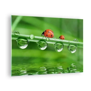 Obraz na szkle - Biedronki na źdźble trawy z kroplami rosy i odbiciem w wodzie - 70x50cm - W drodze całe lato - Nowoczesna dekoracja ścienna do salonu i sypialni ARTTOR