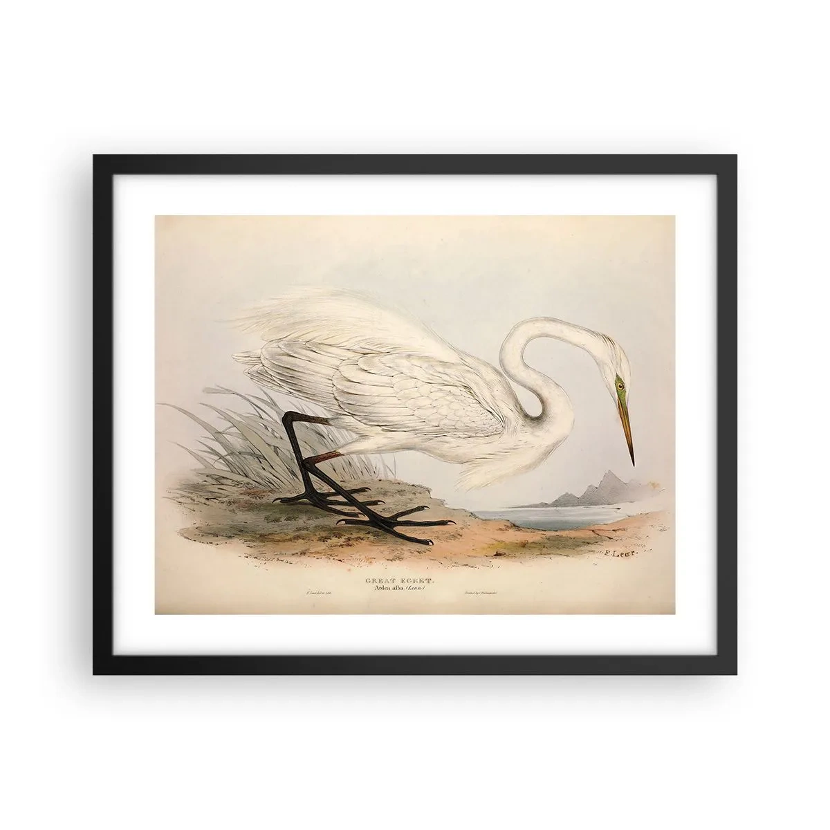 Plakat w czarnej ramie - Pani na szuwarach - 50x40 cm