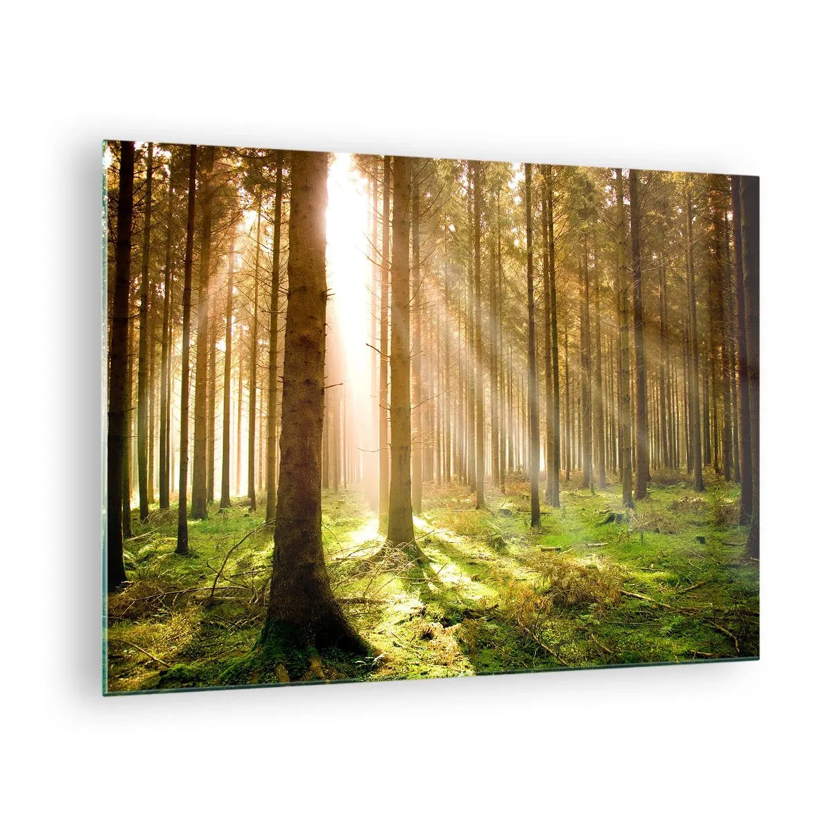 Obraz na szkle - Promienie słońca przenikające przez drzewa w lesie - 70x50cm - Zaraz pojawią się elfy - Nowoczesna dekoracja ścienna do salonu i sypialni ARTTOR