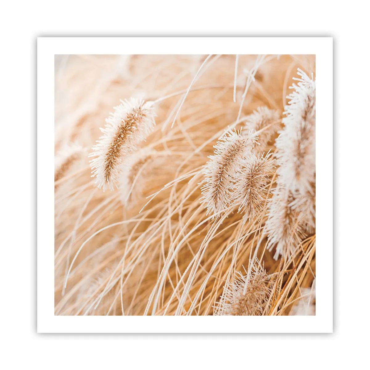 Plakat - Złoty szelest traw - 60x60 cm