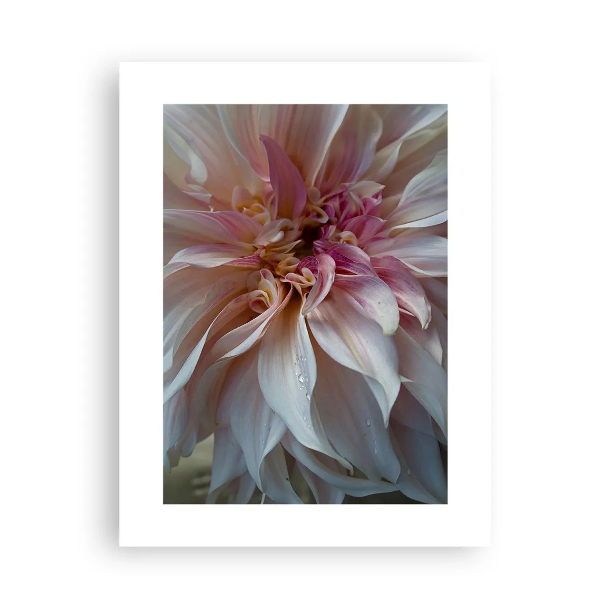 Plakat - Kwitnąca świeżość - 30x40 cm