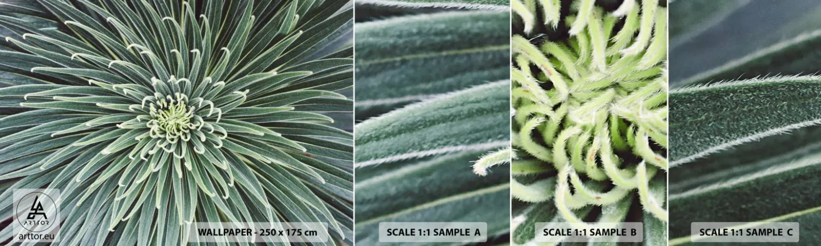 Fototapeta Próbka Samoprzylepna Deluxe Sticker - Narodziny gwiazdy - Kwiat Agawy, Agawa, Kwiaty - 100x30 cm