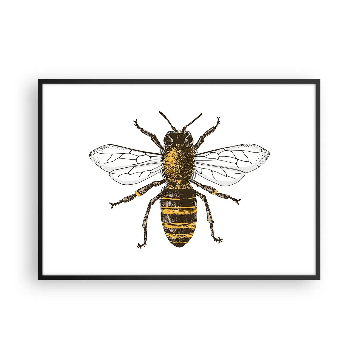 Plakat w czarnej ramie - Szczegółowa ilustracja pszczoły na białym tle - 100x70cm - Piękna i dobra - Nowoczesna dekoracja ścienna do salonu i sypialni ARTTOR