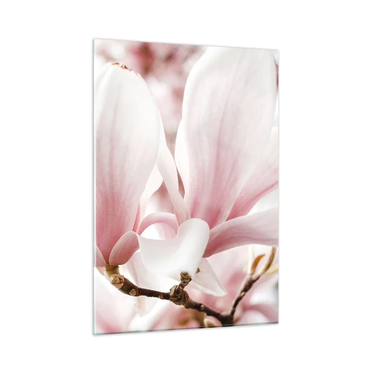 Obraz na szkle - Delikatne różowe magnolie w zbliżeniu na rozmytym tle - 50x70cm - Bezmiar czułości - Nowoczesna dekoracja ścienna do salonu, kuchni i sypialni ARTTOR