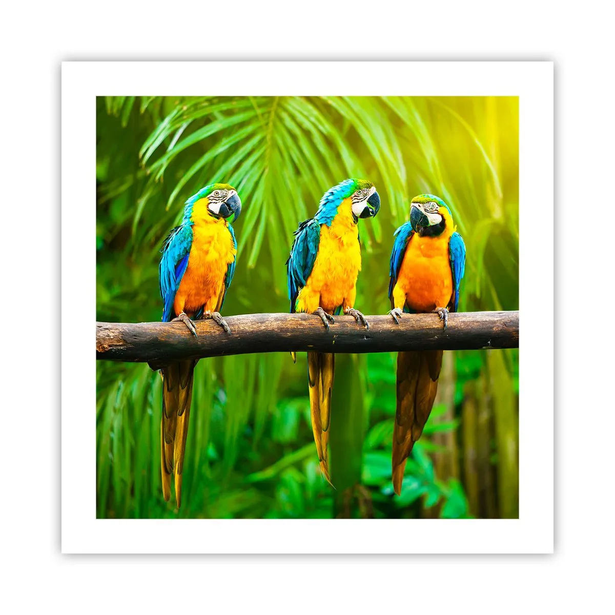 Plakat - A słyszałaś, że ona…? - 50x50 cm