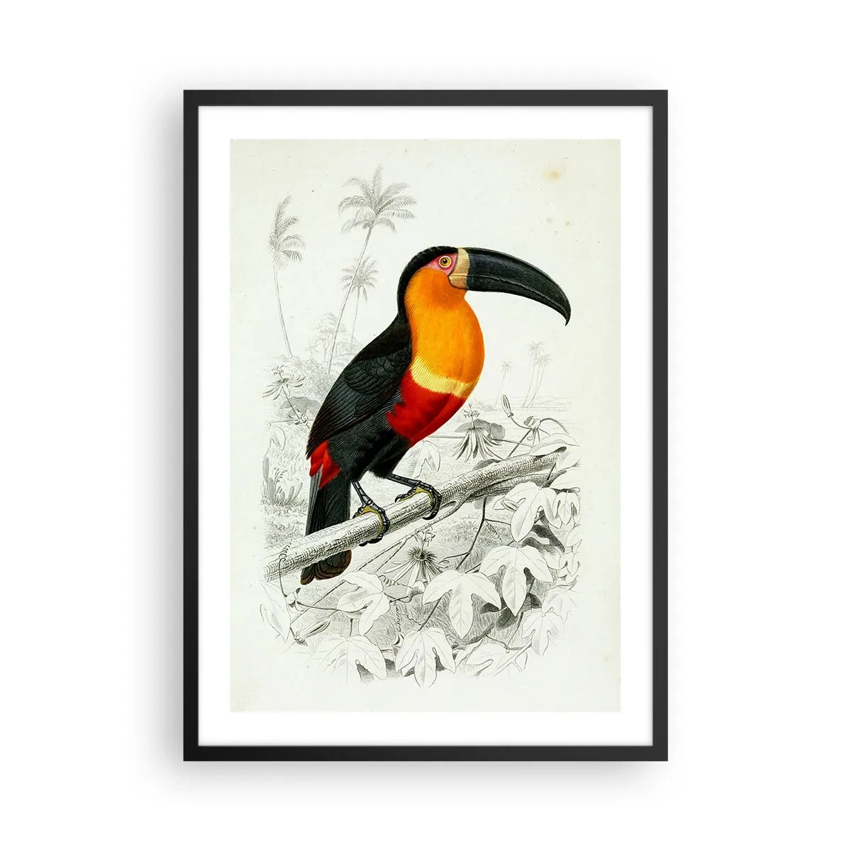 Plakat w czarnej ramie - Papuzi portret - 50x70cm - Ptasie barwy - Nowoczesna dekoracja ścienna do salonu i sypialni ARTTOR