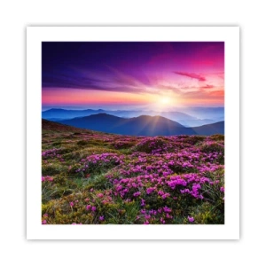 Plakat - Ziół zapachniały świeże pęki od niw - 50x50 cm