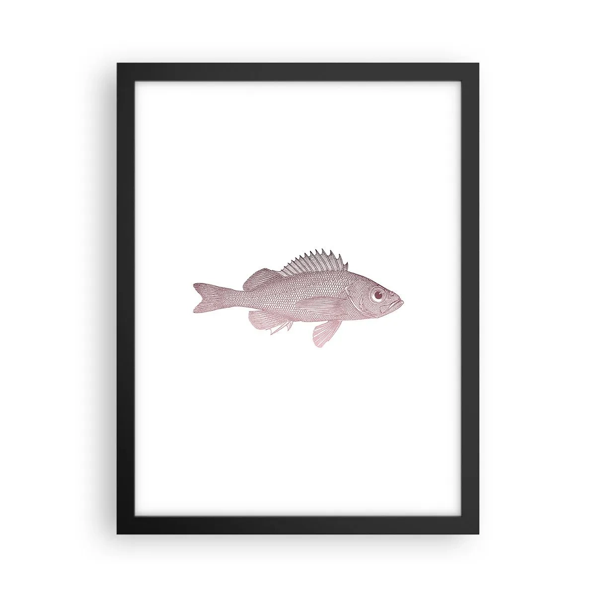 Plakat w czarnej ramie - Ryba wielkooka - 30x40 cm