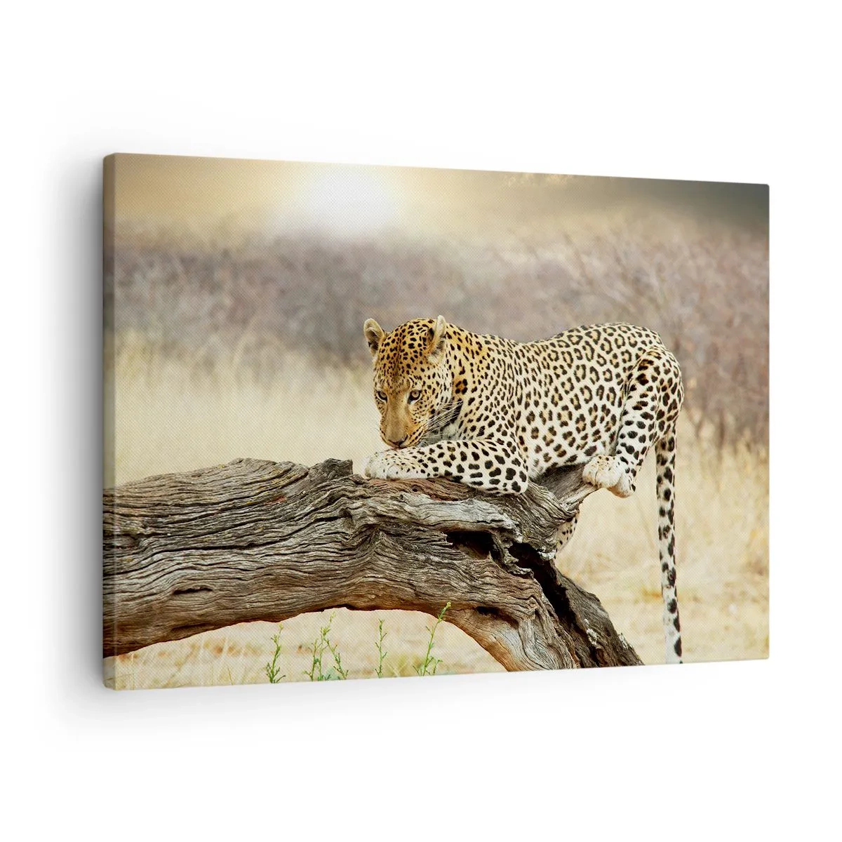 Obraz na płótnie - Leopard odpoczywający na pniu wśród sawanny - 70x50cm - Chadzam własnymi drogami - Nowoczesna dekoracja ścienna do salonu i sypialni ARTTOR
