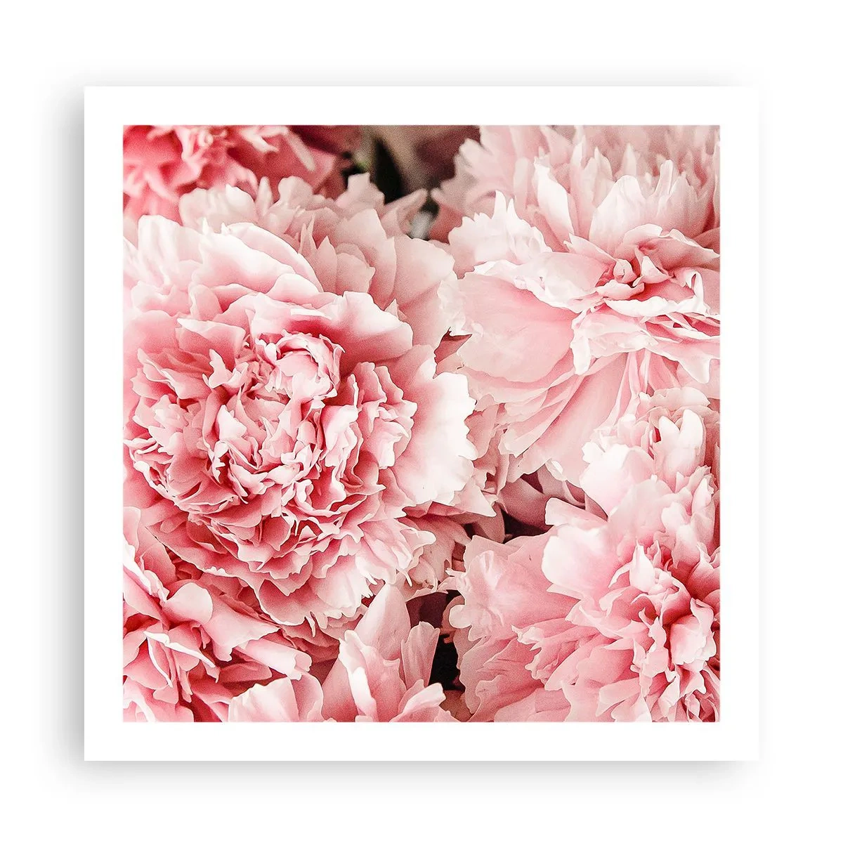 Plakat - Różowe marzenie - 60x60 cm