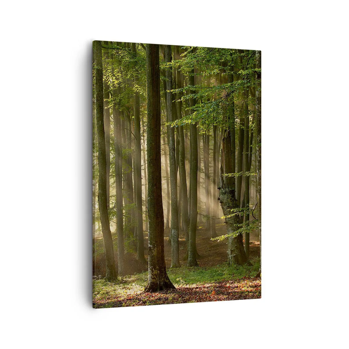 Obraz na płótnie - Zielony las z promieniami słońca - 50x70cm - Rozpromieniony w wiosenny poranek - Nowoczesna dekoracja ścienna do salonu, kuchni i sypialni ARTTOR