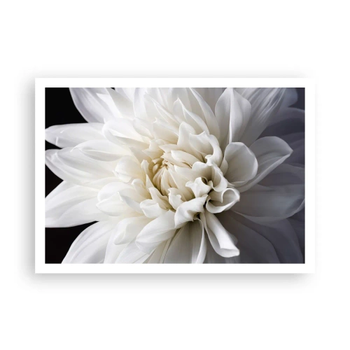 Plakat - Delikatny biały kwiat na czarnym tle w eleganckiej kompozycji - 100x70cm - Poranek Panny Młodej - Nowoczesna dekoracja ścienna do salonu i sypialni ARTTOR