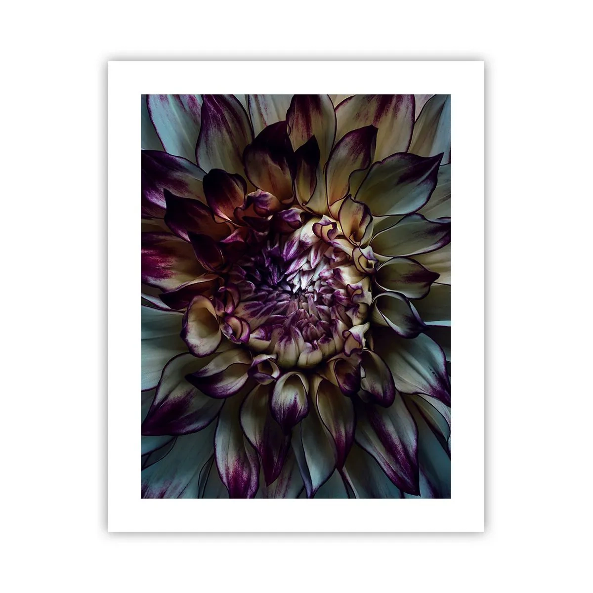 Plakat - Rozkwit młodości - 40x50 cm