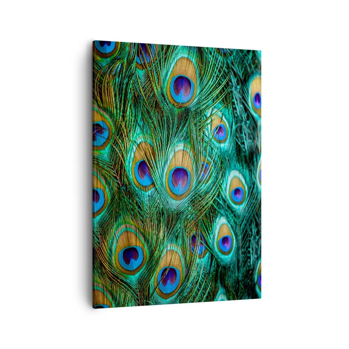 Obraz na płótnie - Zbliżenie na kolorowe pawie pióra z hipnotyzującym wzorem - 50x70cm - Pawiookie spojrzenie - Nowoczesna dekoracja ścienna do salonu, kuchni i sypialni ARTTOR