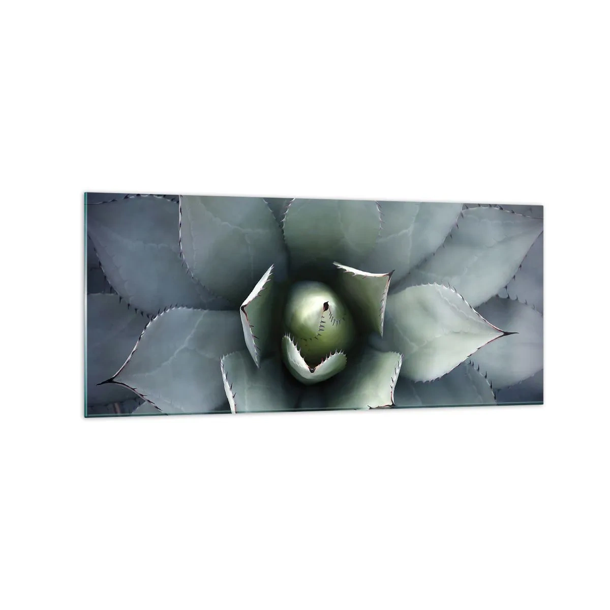 Obraz na szkle - Zbliżenie na rozetę agawy w delikatnych odcieniach zieleni - 120x50cm - Wabi i przestrzega - Nowoczesna dekoracja ścienna do salonu i sypialni ARTTOR