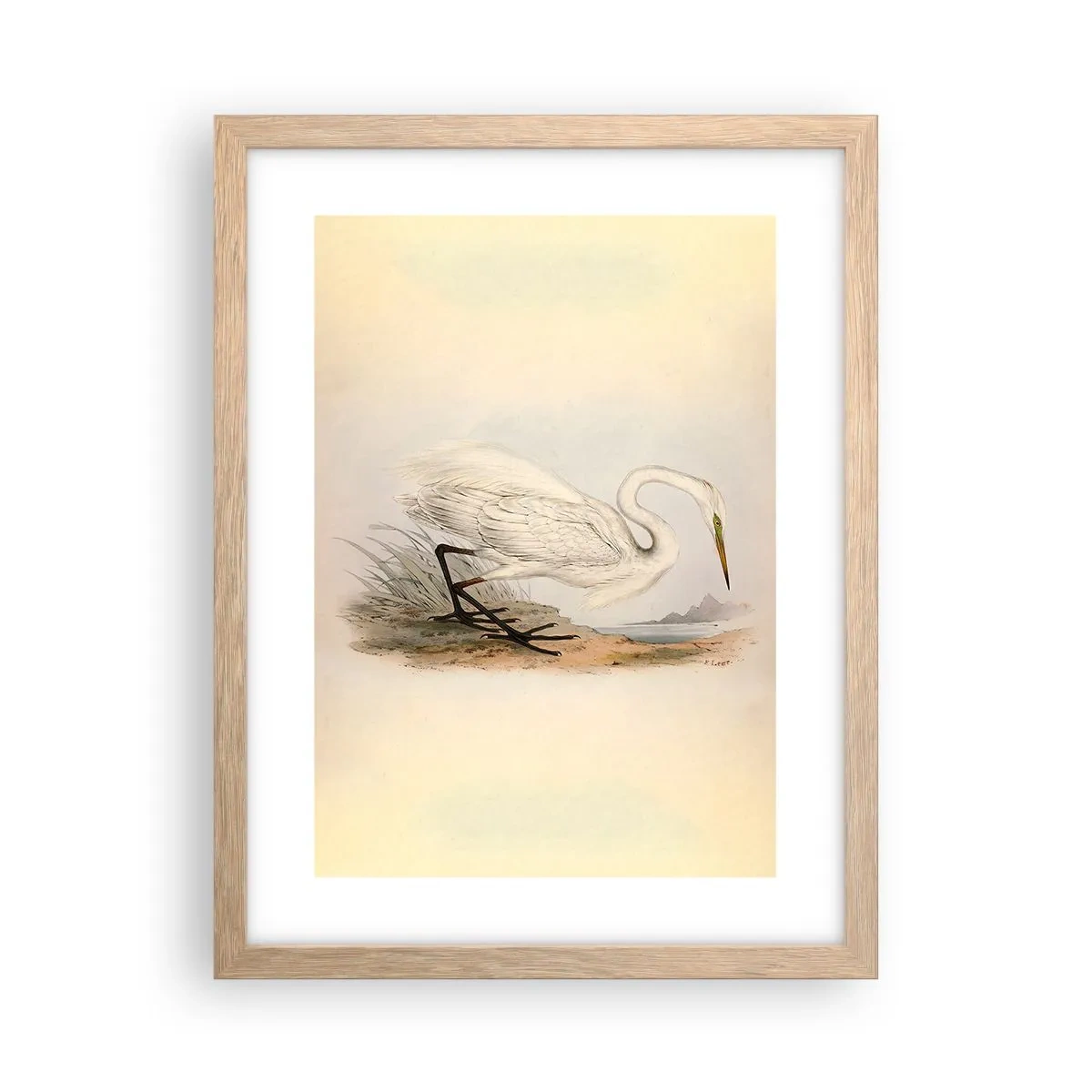 Plakat w ramie jasny dąb - Pani na szuwarach - 30x40 cm