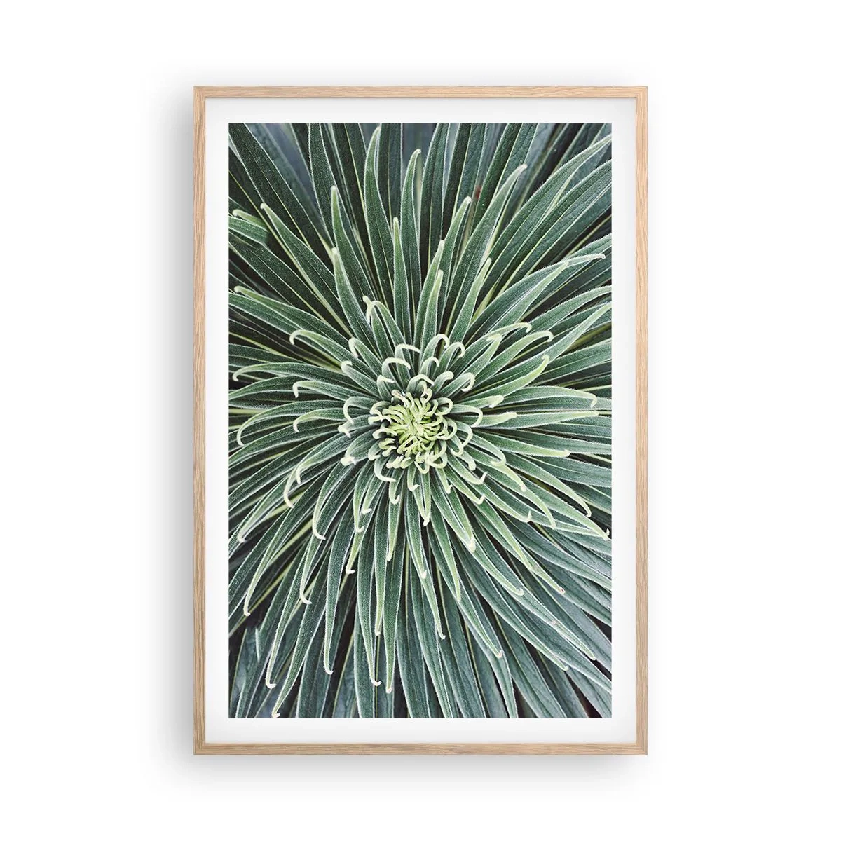 Plakat w ramie jasny dąb - Narodziny gwiazdy - 61x91 cm