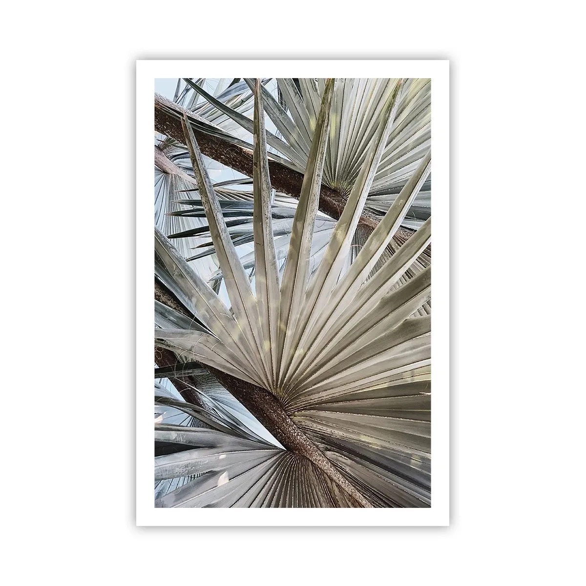 Plakat - Wachlarze w tropikach - 61x91 cm