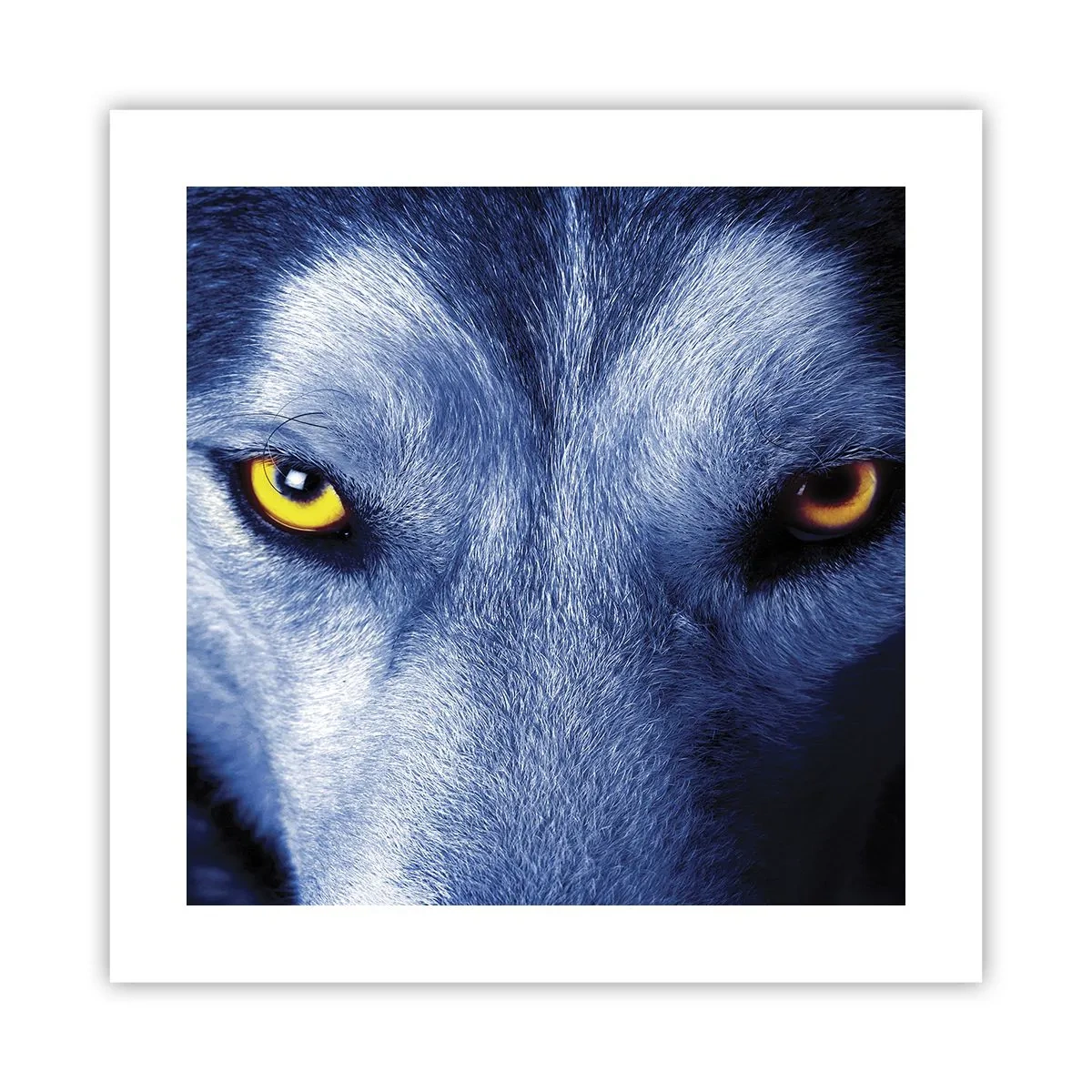 Plakat - Hipnotyzujące spojrzenie - 40x40 cm